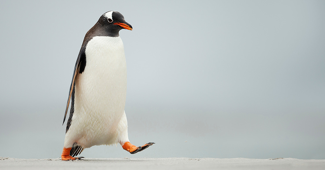 © giedriius / Adobe Stock